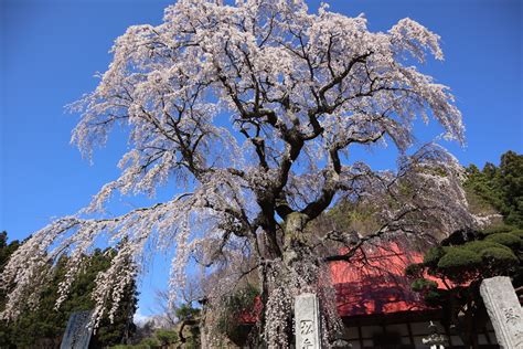 子孫樹|日本三大桜・三春滝桜の子孫、福島県の「滝桜ファミリー」13選。